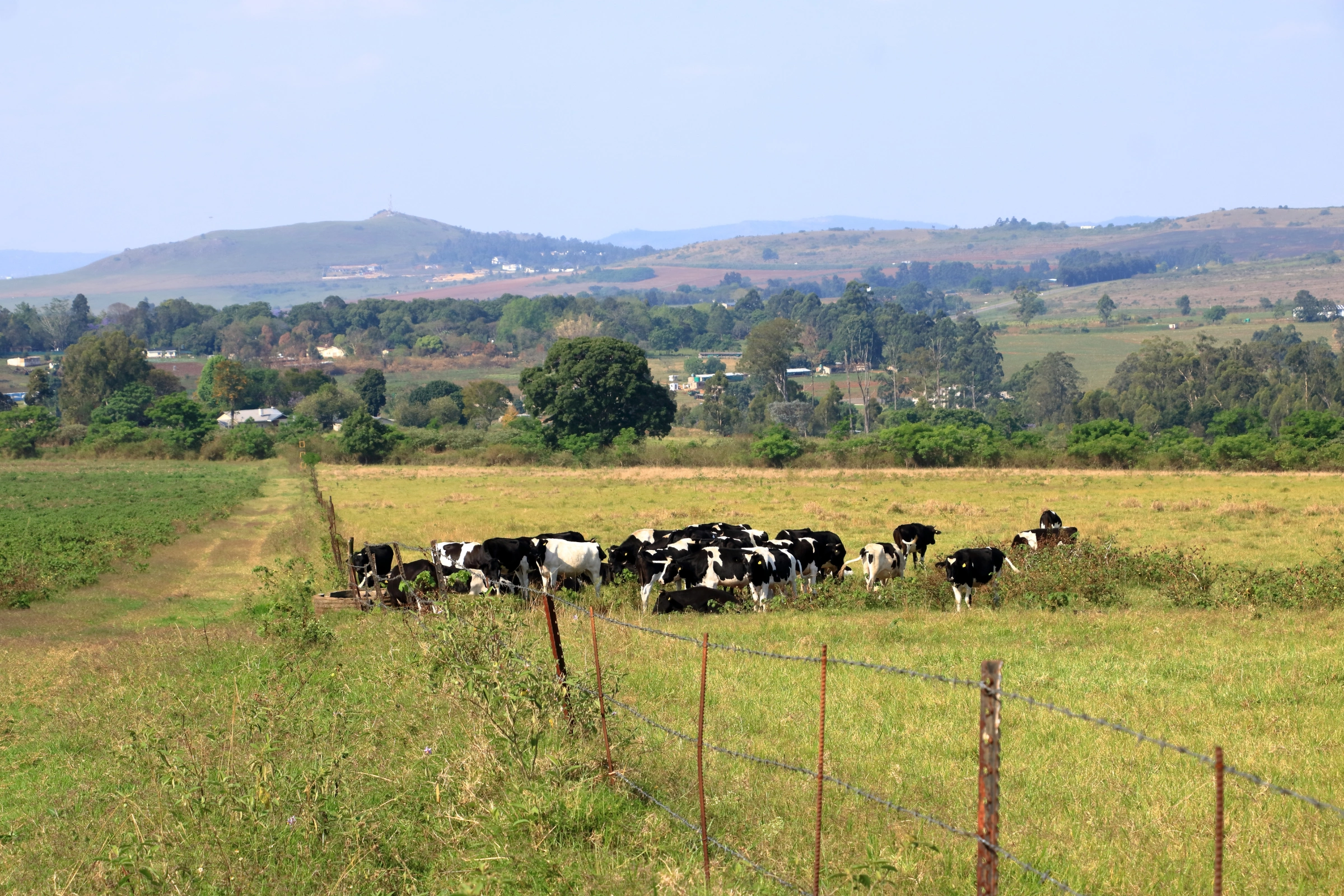 Kingdom_of_Eswatini[1].webp